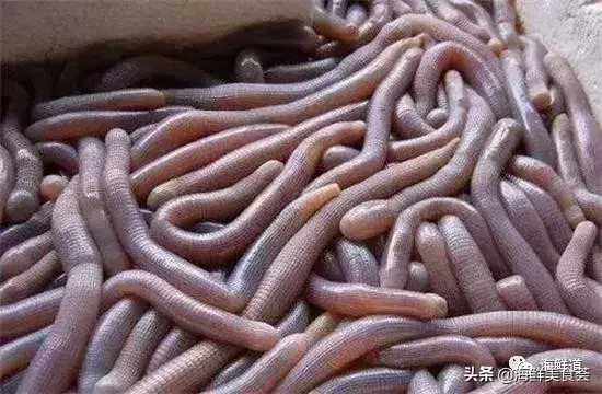 马头鱼观赏鱼_马头鱼养殖技术_马头鱼活体