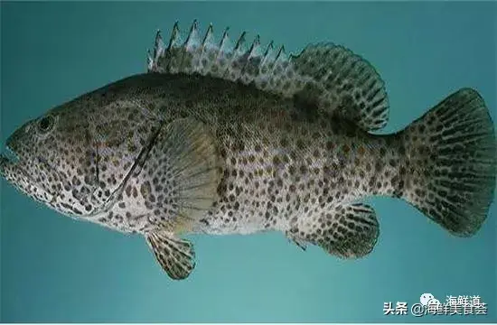 马头鱼活体_马头鱼养殖技术_马头鱼观赏鱼