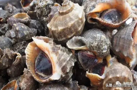 马头鱼观赏鱼_马头鱼活体_马头鱼养殖技术