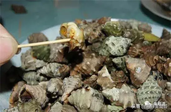 马头鱼观赏鱼_马头鱼活体_马头鱼养殖技术
