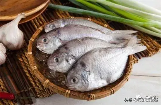 马头鱼活体_马头鱼观赏鱼_马头鱼养殖技术