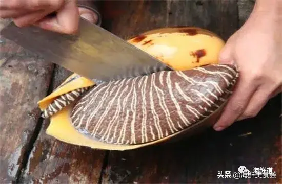 马头鱼活体_马头鱼观赏鱼_马头鱼养殖技术