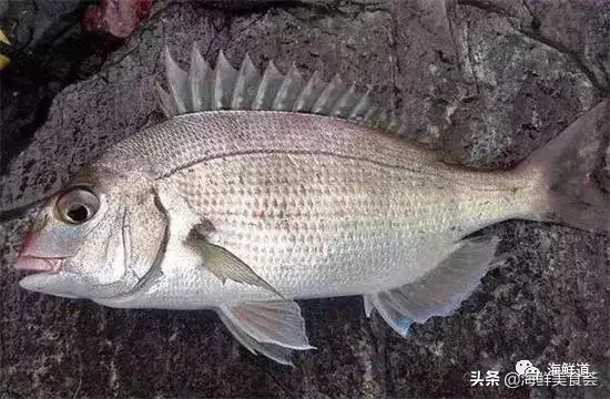 马头鱼观赏鱼_马头鱼养殖技术_马头鱼活体