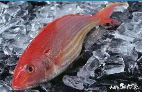 马头鱼养殖技术_马头鱼活体_马头鱼观赏鱼