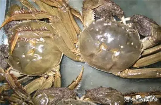马头鱼活体_马头鱼观赏鱼_马头鱼养殖技术