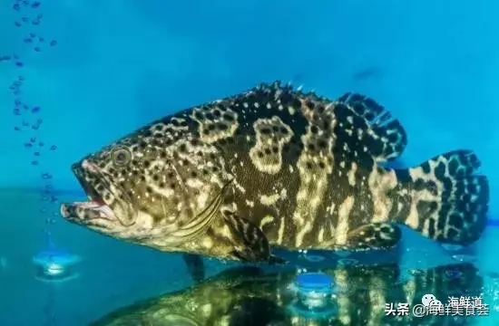 马头鱼养殖技术_马头鱼活体_马头鱼观赏鱼