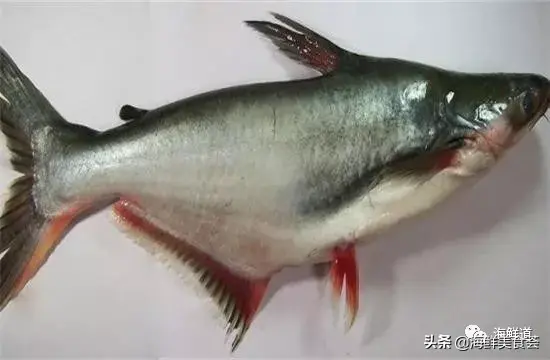 马头鱼养殖技术_马头鱼活体_马头鱼观赏鱼