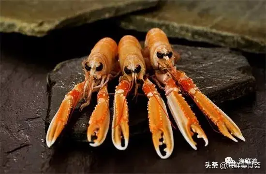 马头鱼养殖技术_马头鱼活体_马头鱼观赏鱼