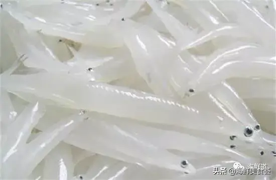 马头鱼观赏鱼_马头鱼养殖技术_马头鱼活体