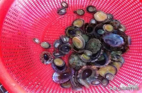 马头鱼观赏鱼_马头鱼活体_马头鱼养殖技术