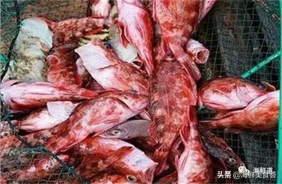 马头鱼观赏鱼_马头鱼活体_马头鱼养殖技术