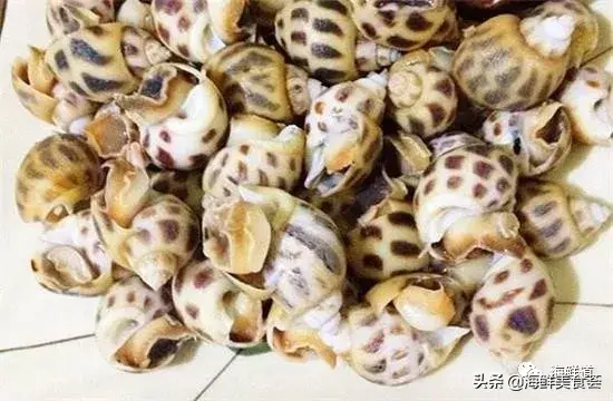 马头鱼活体_马头鱼养殖技术_马头鱼观赏鱼