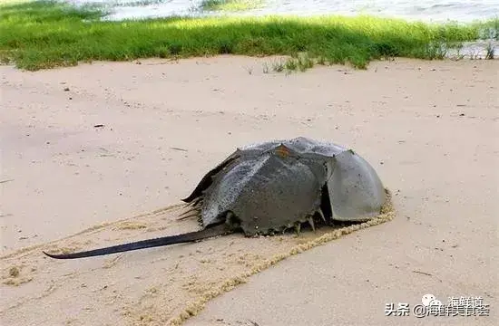 马头鱼观赏鱼_马头鱼活体_马头鱼养殖技术