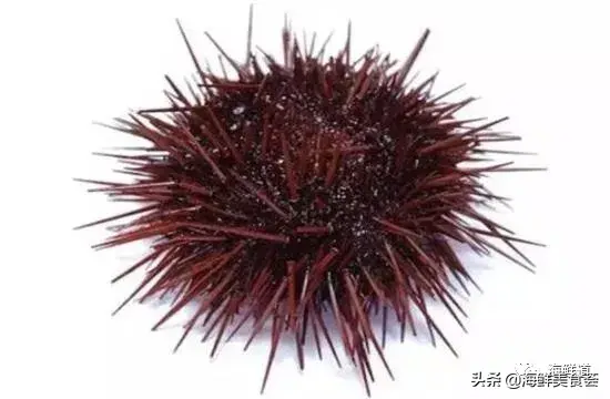 马头鱼养殖技术_马头鱼活体_马头鱼观赏鱼
