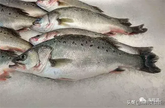 马头鱼观赏鱼_马头鱼养殖技术_马头鱼活体