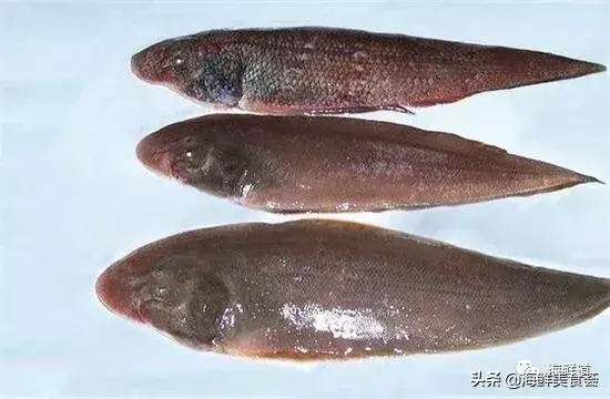 马头鱼观赏鱼_马头鱼活体_马头鱼养殖技术
