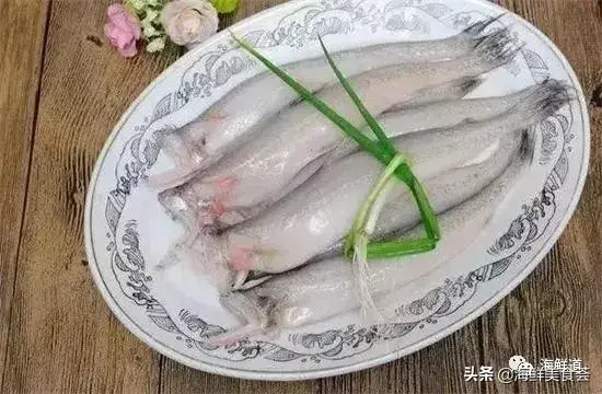 马头鱼活体_马头鱼观赏鱼_马头鱼养殖技术
