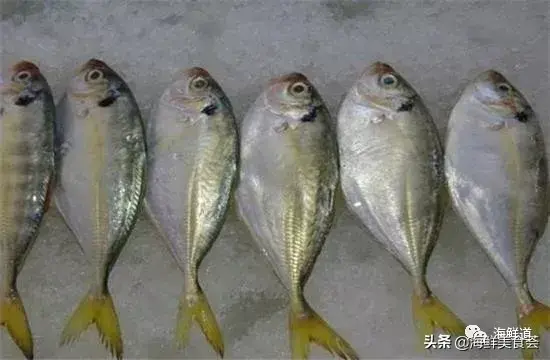 马头鱼观赏鱼_马头鱼活体_马头鱼养殖技术