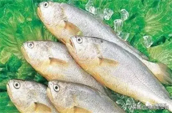 马头鱼观赏鱼_马头鱼养殖技术_马头鱼活体