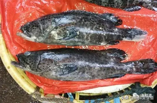 马头鱼观赏鱼_马头鱼养殖技术_马头鱼活体