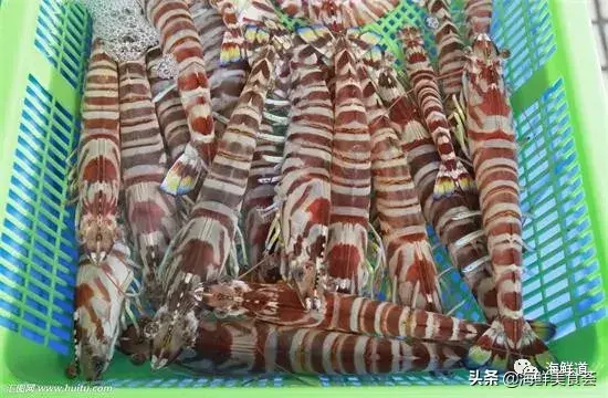 马头鱼活体_马头鱼养殖技术_马头鱼观赏鱼