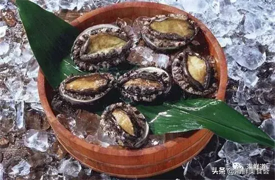 马头鱼养殖技术_马头鱼观赏鱼_马头鱼活体