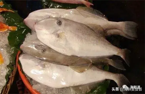 马头鱼活体_马头鱼观赏鱼_马头鱼养殖技术