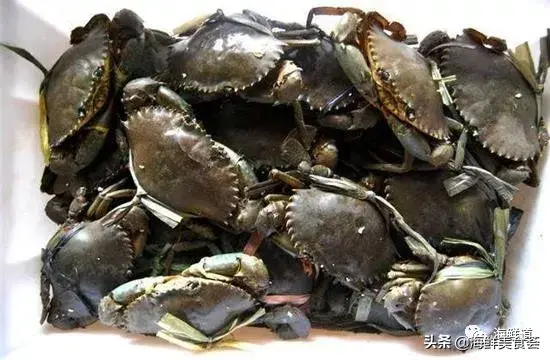马头鱼观赏鱼_马头鱼养殖技术_马头鱼活体