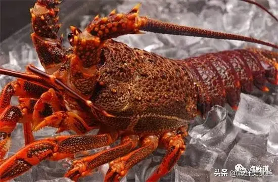 马头鱼养殖技术_马头鱼活体_马头鱼观赏鱼