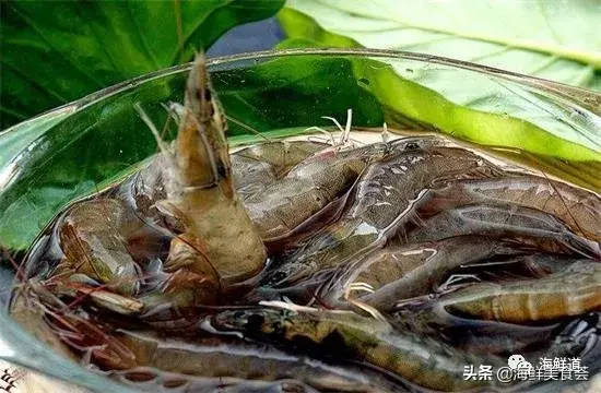 马头鱼活体_马头鱼养殖技术_马头鱼观赏鱼