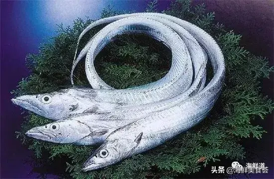 马头鱼观赏鱼_马头鱼养殖技术_马头鱼活体