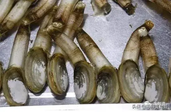 马头鱼养殖技术_马头鱼活体_马头鱼观赏鱼