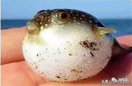 马头鱼观赏鱼_马头鱼活体_马头鱼养殖技术