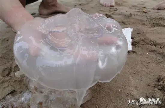 马头鱼养殖技术_马头鱼活体_马头鱼观赏鱼
