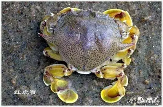 马头鱼观赏鱼_马头鱼活体_马头鱼养殖技术