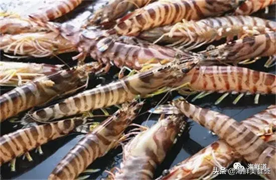 马头鱼养殖技术_马头鱼观赏鱼_马头鱼活体