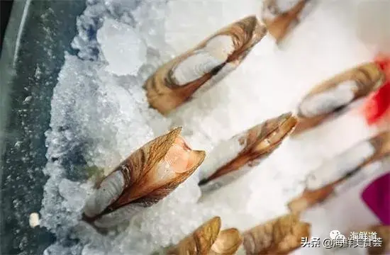 马头鱼观赏鱼_马头鱼养殖技术_马头鱼活体