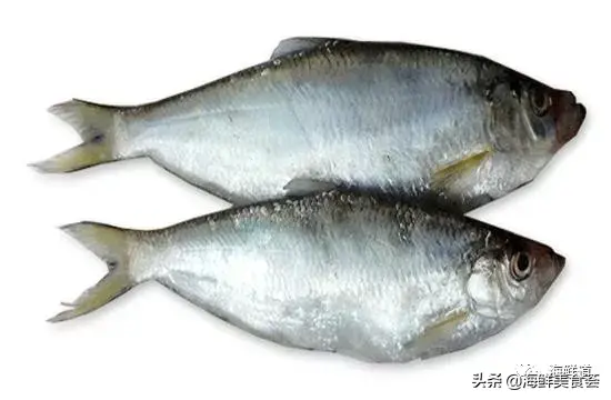 马头鱼观赏鱼_马头鱼养殖技术_马头鱼活体