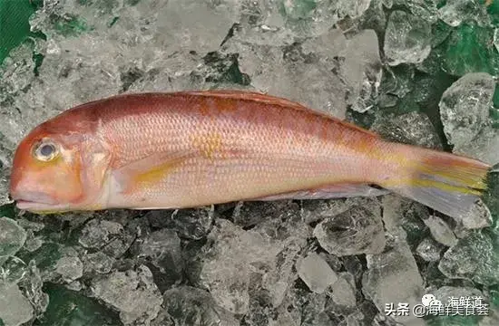马头鱼观赏鱼_马头鱼养殖技术_马头鱼活体