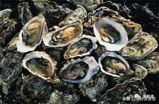马头鱼活体_马头鱼养殖技术_马头鱼观赏鱼