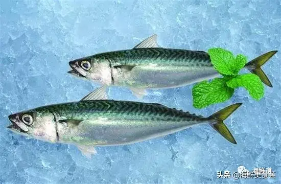 马头鱼观赏鱼_马头鱼活体_马头鱼养殖技术