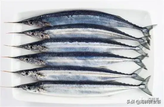 马头鱼活体_马头鱼养殖技术_马头鱼观赏鱼