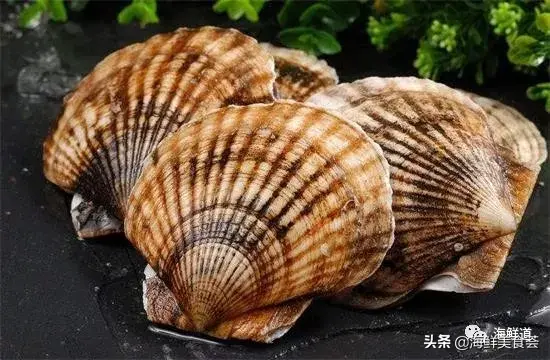 马头鱼活体_马头鱼观赏鱼_马头鱼养殖技术