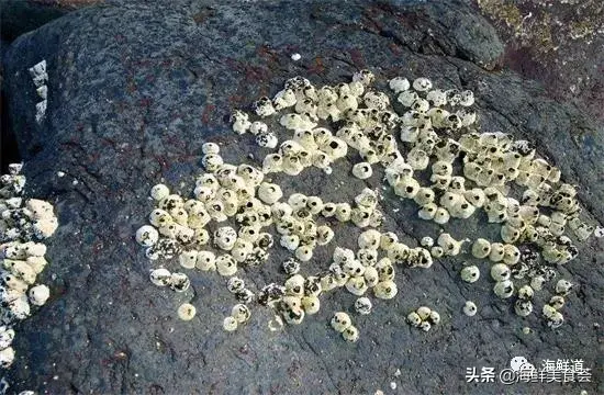 马头鱼观赏鱼_马头鱼养殖技术_马头鱼活体