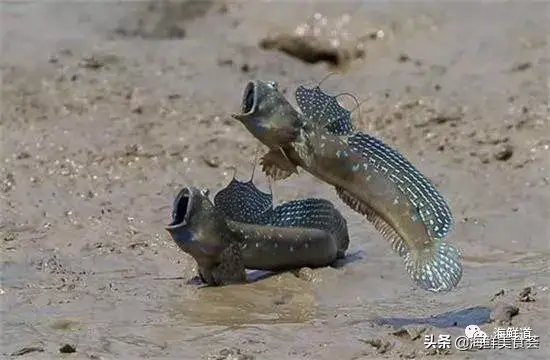 马头鱼活体_马头鱼观赏鱼_马头鱼养殖技术