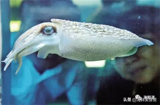 马头鱼养殖技术_马头鱼观赏鱼_马头鱼活体