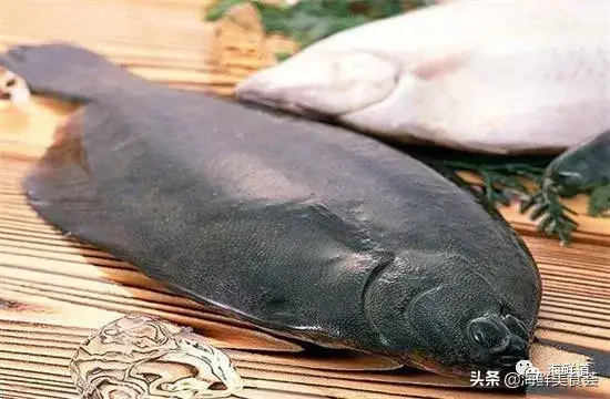 马头鱼养殖技术_马头鱼观赏鱼_马头鱼活体