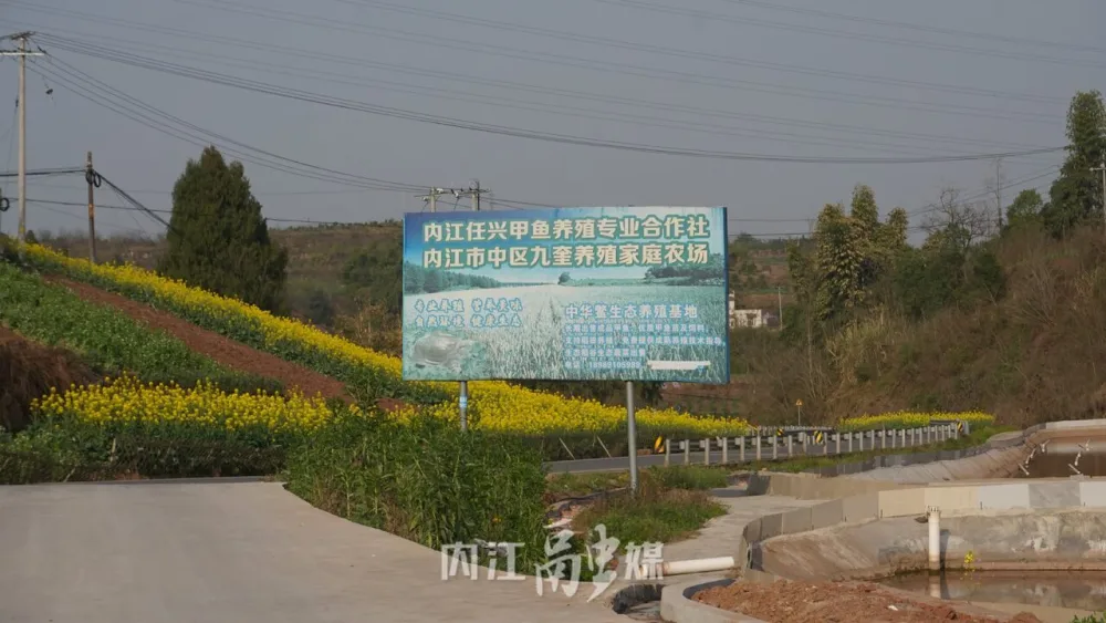 浙江甲鱼养殖致富_浙江养甲鱼的多吗_致富养殖浙江甲鱼视频