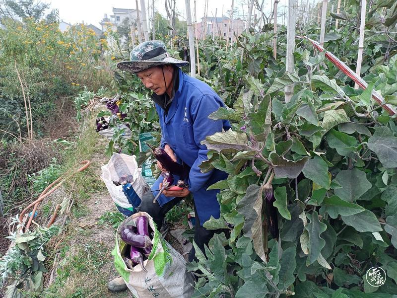 致富经茄子种植视频_种黑贵人长茄致富故事_致富经绿茄