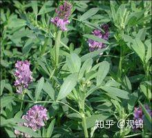 种植苜蓿的作用_食用苜蓿种植技术_食用种植苜蓿技术要点